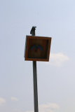 Vogel_086
