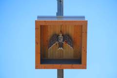 vogelschiessent-166