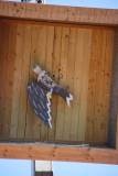 vogelschiessent-311