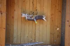 vogelschiessent-312